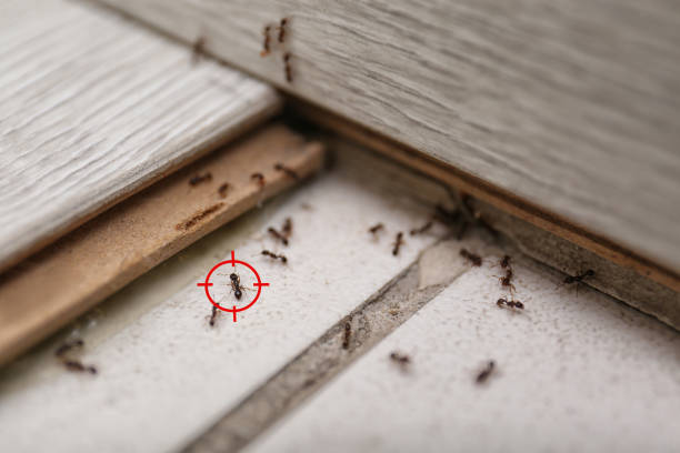 Best Affordable Pest Control Services  in Suquamish, WA